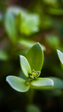 PAIXIN_Plant (3)