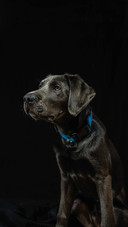 A charcoal color labrador retriever puppy