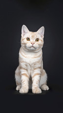 猫咪的批评教育手册