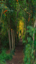 Dense jungle
