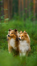Two Dogs Sitting in The Grass