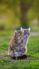 两只猫的友谊