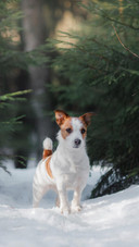 Dog59