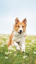 Dog247