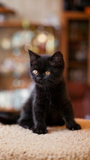 A Cute Black Cat Sitting on The Blanket
