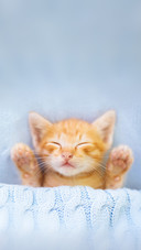萌萌哒猫咪睡姿