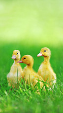 Cute duck-01
