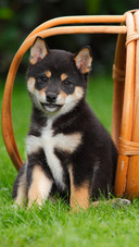 A 9weekold shiba inu puppy
