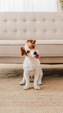 Why do dogs always tilt their heads to look at people