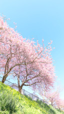 Flower (11)