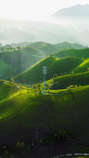The tea garden of muershan is like a picturesque scene