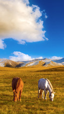Two Horses Graze on The Prairie