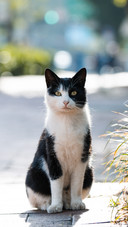 How to reduce the stress risk of cats