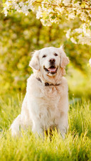Labrador retriever dog