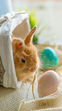 Lovely rabbit-01
