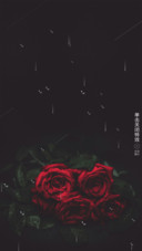 玫瑰雨露
