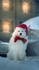 Dog (6)