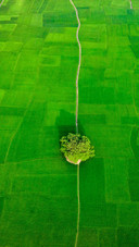 Scenery of rice fields in Bangladesh