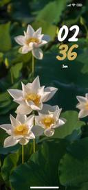 White Lotus