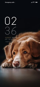 Waiting for  puppy