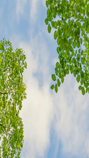 Green leaves and white clouds