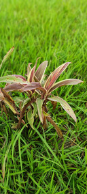 Nature_Besutiful_Plant1