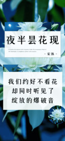 夜半昙花现