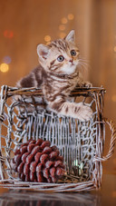 Cute cat-03