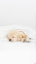 A Puppy Sleeps under White Warm Blanket