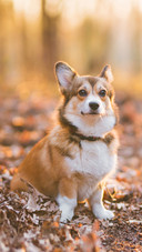 A Welsh Corgi Pembroke Dog Sitting Down in The Forest