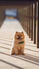 The dog breed Pomeranian