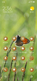 Butterfly