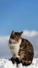 Cat standing in the snow