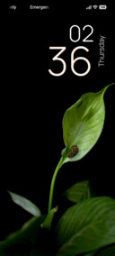 Noir Verdure