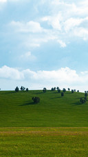 The boundless grassland is accompanied by a carefree