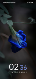 Sapphire Bloom
