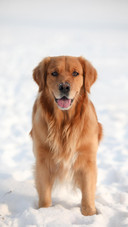 Dog490