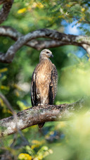 An Eagle Stands Alertly on A Branch