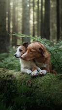 Dog207