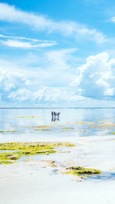 Fishing at low tide