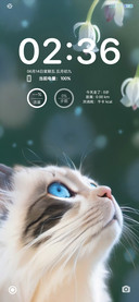 猫咪
