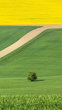 Abstract Picture with Colored Fields in Czech Republic