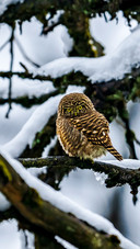 The scops owl perches in the forest