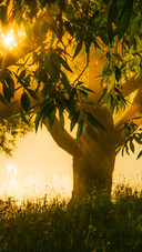 The hazy sunrise