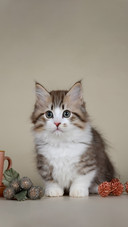 Funny Cute Munchkin Kitten Short Legs