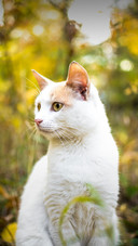A White Cat is Sitting on The Grass
