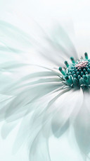 Gerberas are white