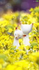 动态花中喵
