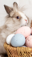 Lovely rabbit-02