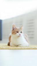 Beautiful domestic cat lying on the carpet at home